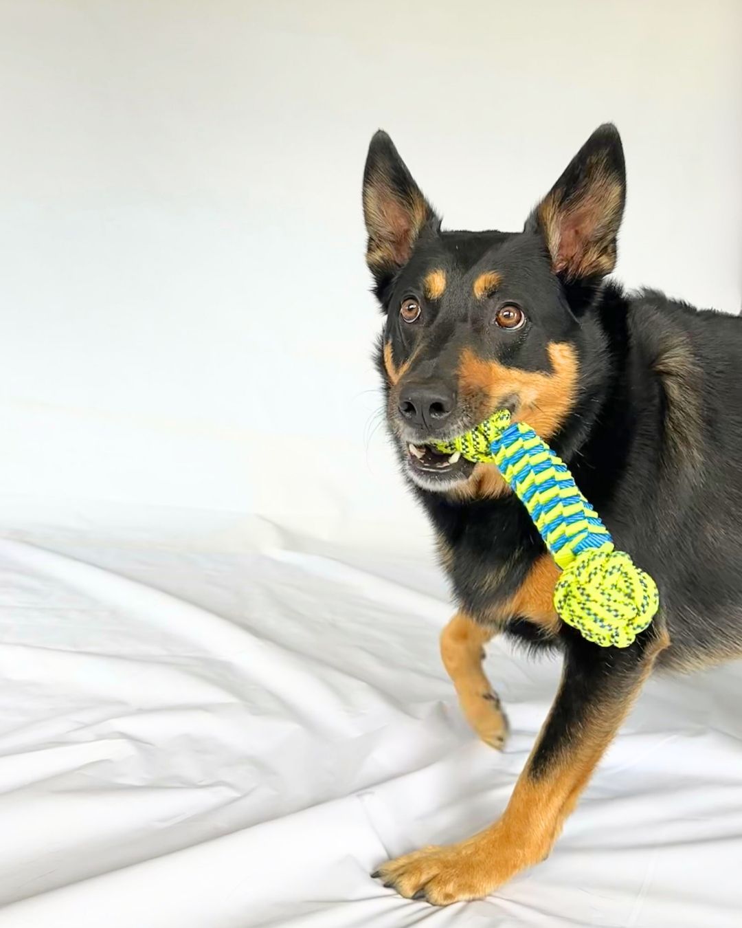 Bonnie Webbed Rope Toy with Dog Raphy | Wag Box