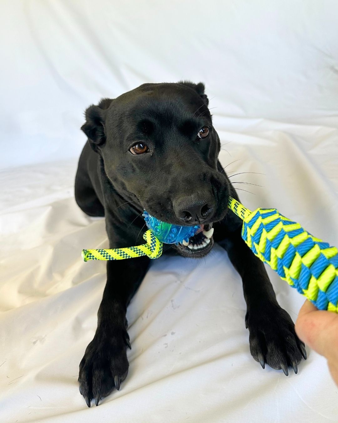 Pepper Webbed Rope Toy with Dog Sasha | Wag Box