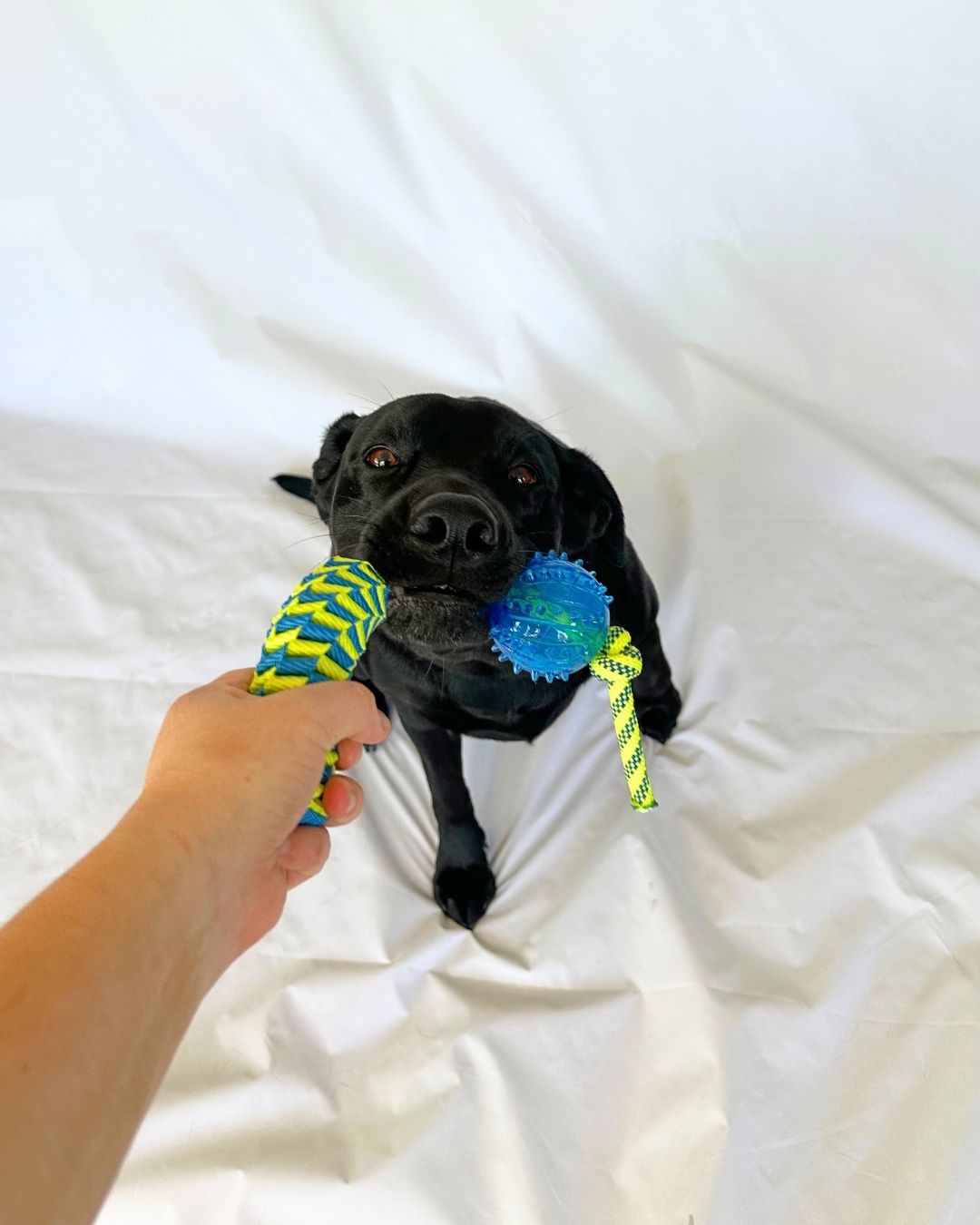 Pepper Webbed Rope Toy with Dog Sasha | Wag Box